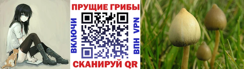 Псилоцибиновые грибы мицелий кракен ТОР Новотроицк
